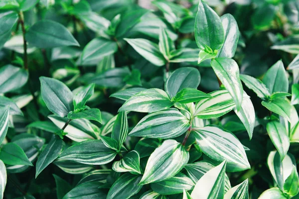 Natural green leaves pattern background - Leaf beautiful in the — Stock Photo, Image