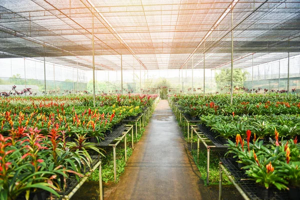 Bromeliad flower and Orchid nursery farm ornamental and flower g — Stock Photo, Image