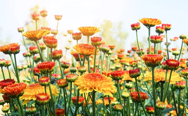 Chrysanthemenblume mit Blatt auf grünem natürlichen Sommerhintergrund — Stockfoto