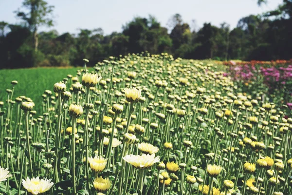 Chrysanthemenblume mit Blatt auf grünem natürlichen Sommerhintergrund — Stockfoto