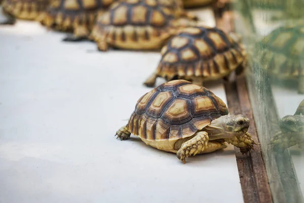 Tortuga espoleada africana - Primer plano de tortuga caminando en la granja — Foto de Stock