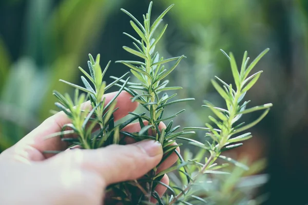 Organiczne rośliny rozmarynu rosnące w ogrodzie dla ekstraktów esencji — Zdjęcie stockowe