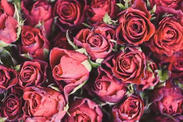 Primer plano rosa fondo flores romántico amor valentine día con —  Fotos de Stock