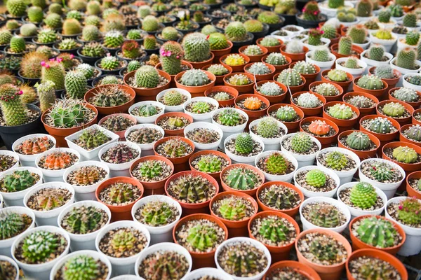 Miniaturní kaktusík dekorace v zahradě - různé typy beau — Stock fotografie