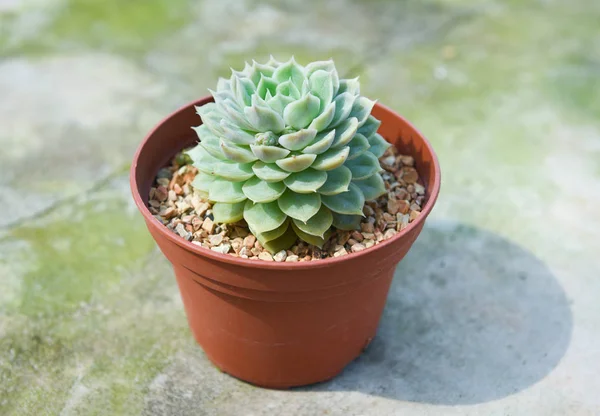 Planta suculenta en maceta para decorar en la casa jardín o trabajo d —  Fotos de Stock