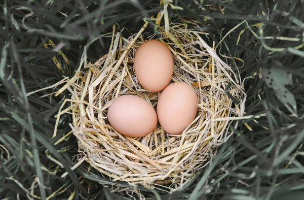 Verse kippeneieren in stro nest op de grond met gras van hooi bas — Stockfoto