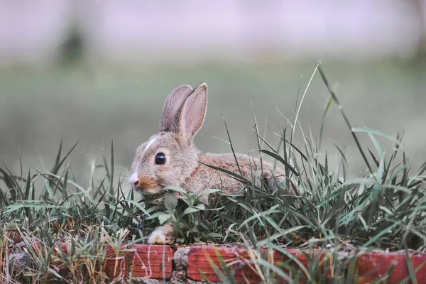 Le lapin brun lapin sur herbe verte - lapin concept de Pâques — Photo
