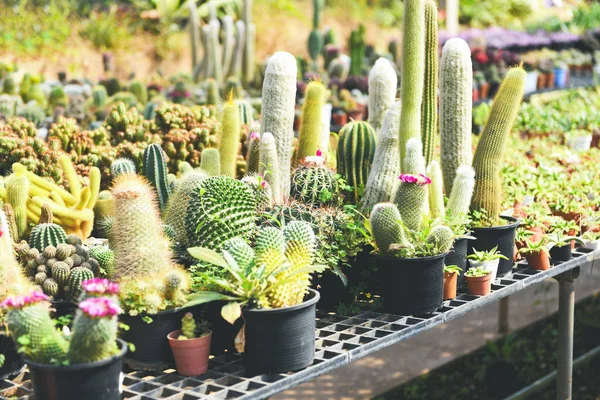 Kakteentopf schmücken im Garten verschiedene Arten schöner Kakteen — Stockfoto