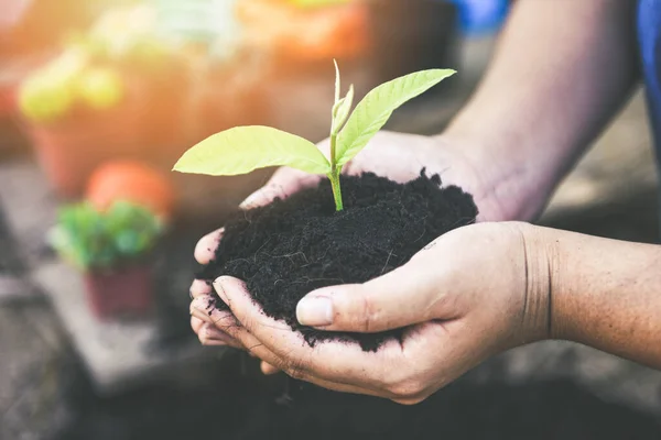 Plantar un árbol plántulas planta joven están creciendo en el suelo holdin — Foto de Stock