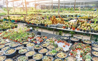 Minyatür kaktüs tenceresi bahçede dekore edilir. Çeşitli tipte sevgililer.