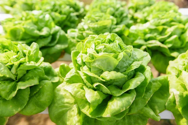 Mantequilla Lechuga Plantas de ensalada hidropónica granja en el agua sin —  Fotos de Stock