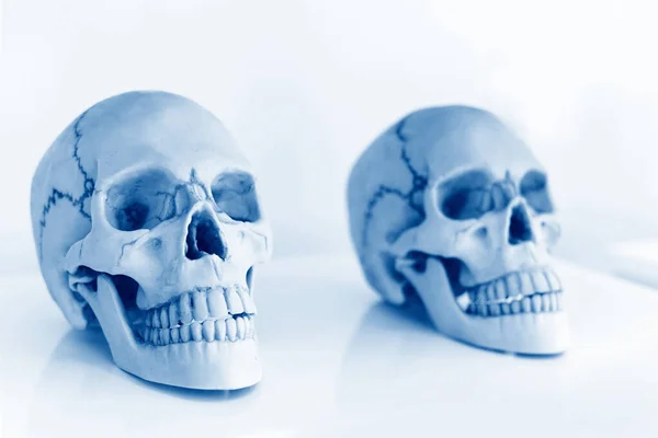 Calavera humana para estudiar en la sala de ciencias - Investigación y experiencia — Foto de Stock