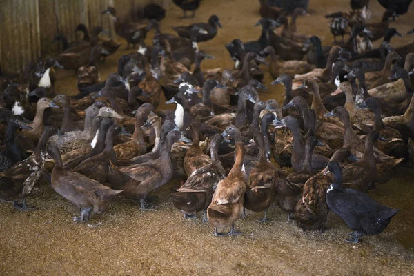 Spousta Kachen Místní Farmě Pro Produkci Kachních Vajec Hnědá Kachní — Stock fotografie