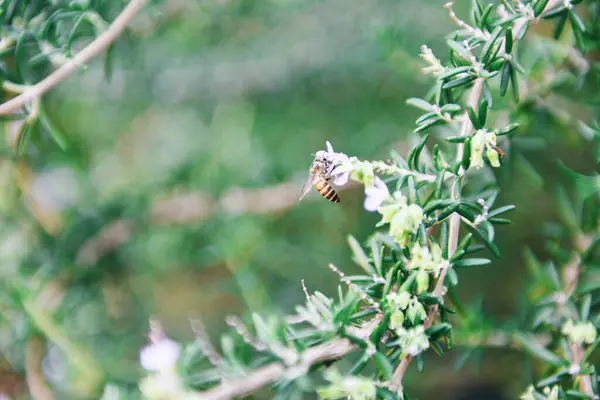 Plante Romarin Biologique Poussant Dans Jardin Pour Des Extraits Huile — Photo