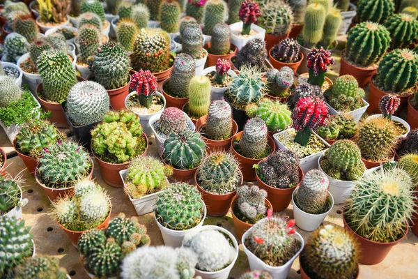 Miniaturní Kaktusový Hrnec Zdobí Zahradě Různé Typy Krásné Kaktusové Trhu — Stock fotografie