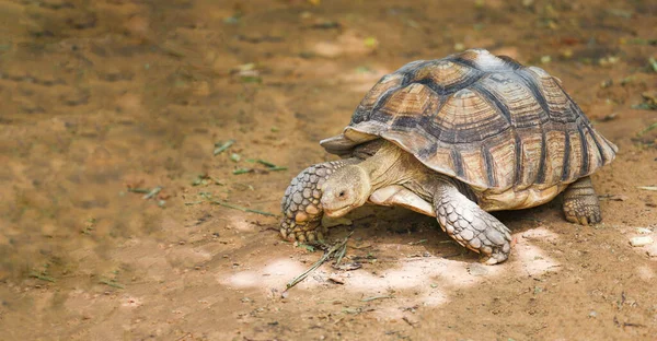 African Spurred Tortoise Close Turtle Walking Stock Photo