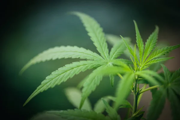 Marijuana Leaf Cannabis Plant Tree Growing Dark Hemp Leaves Extract — Stockfoto