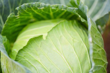Cabbage in the garden / fresh green cabbage vegetable farm wait harvesting 