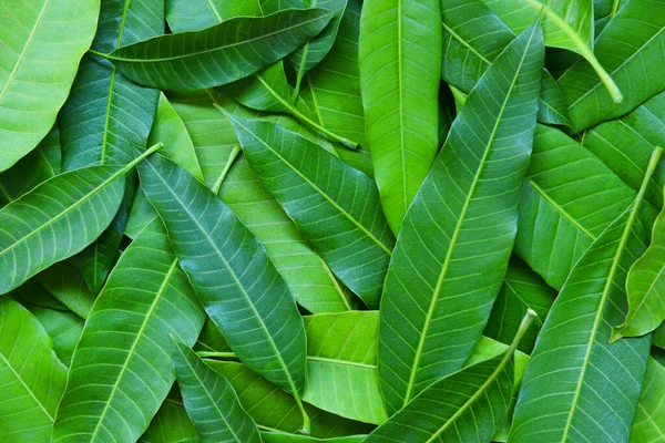 Mango Leaves Tree Top View Green Seamless Mango Leaf Texture — Φωτογραφία Αρχείου