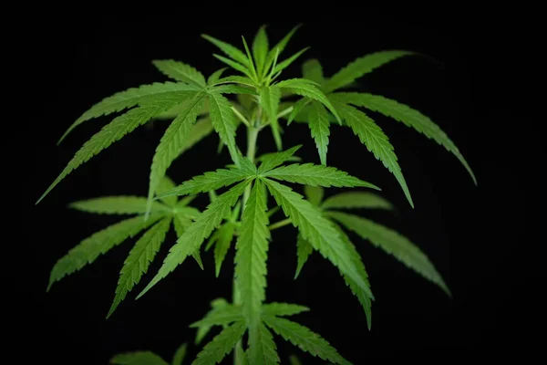 Marijuana Leaf Cannabis Plant Tree Growing Black Background Hemp Leaves — Stockfoto