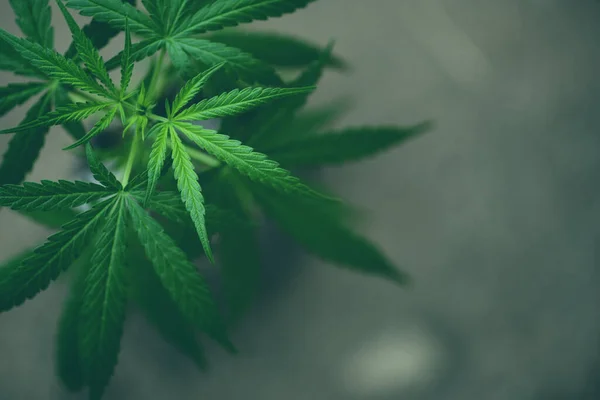 緑の葉 大麻植物でマリファナを植えるために成長するマリファナまたはバナーと背景のための自然な医療を抽出するための麻の植物栽培 — ストック写真