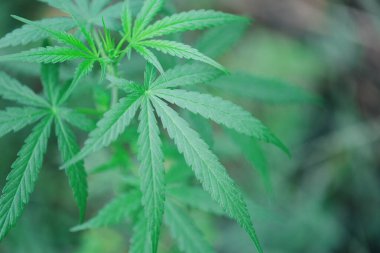 Çiftlikte yetişen marihuana yaprağı kenevir ağacı / kenevir yaprakları afiş ve arka plan için doğal tıbbi sağlık hizmetleri için doğal olarak yetişir 