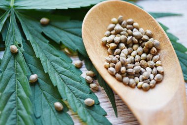 Marijuana seeds on wooden spoon and marijuana leaf on wood background / Cannabis seeds Hemp medical