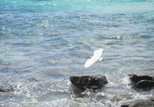 白鸟在岩石海岸上飞翔 热带岛屿上有大海和海浪的景象 — 图库照片