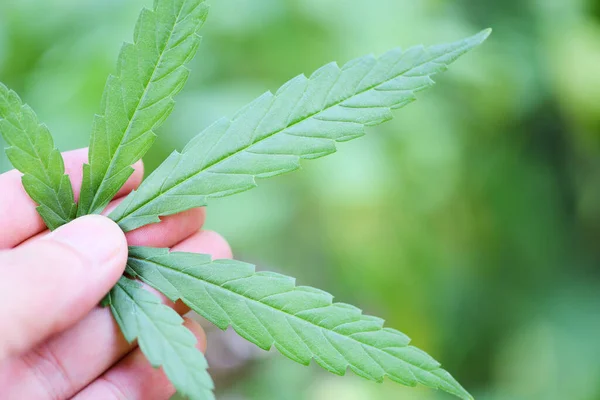 Marijuana Leaf Cannabis Plant Tree Growing Nature Background Hand Picking — Stockfoto