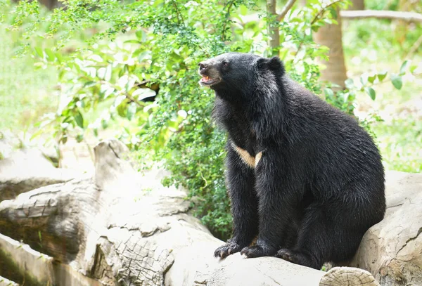 Asiatic black bear standing and relax in the summer / Black bear waiting for its food in the zoo