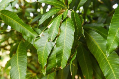 Mango ağacındaki kırmızı karınca / Ağaçtaki yapraklı karınca yuvası