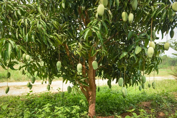 Mango tree / raw green mangoes hanging on tree with leaf background in summer fruit garden orchard