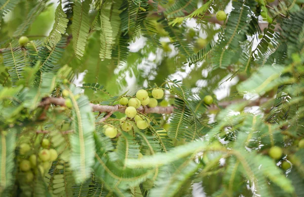 Indian Gooseberries Amla Foods Tree Green Leaf Phyllanthus Emblica Traditional — стокове фото
