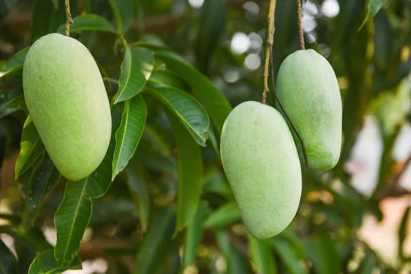 Manga Crua Pendurada Árvore Com Fundo Folha Jardim Frutas Verão — Fotografia de Stock