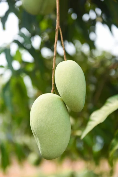 Rauwe Mango Hangend Aan Boom Met Bladachtergrond Zomerfruitboomgaard Groene Mangoboom — Stockfoto
