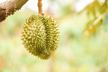 Bahçedeki durian ağacında asılı duran taze durian meyvesi tropik yaz meyvesi Tayland 'daki Durian dağındaki doğa çiftliğini bekliyor. 