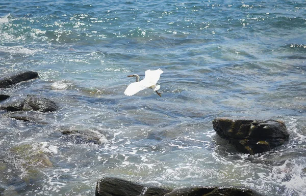 White Bird Flying Rocky Coast Landscape Tropical Island Ocean View — Stock Photo, Image