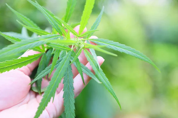 Hand Picking Hemp Leaves Extract Medical Healthcare Marijuana Leaf Cannabis — Stock Photo, Image