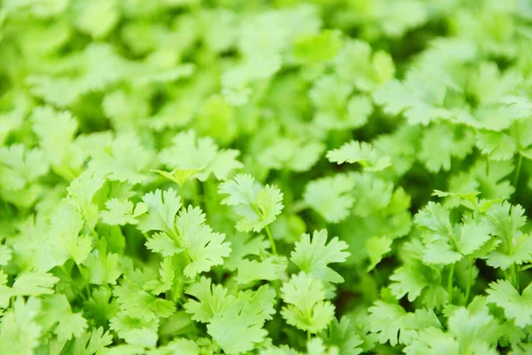 Coriander plant leaf growing in the graden nature background / Green coriander leaves vegetable for food ingredients