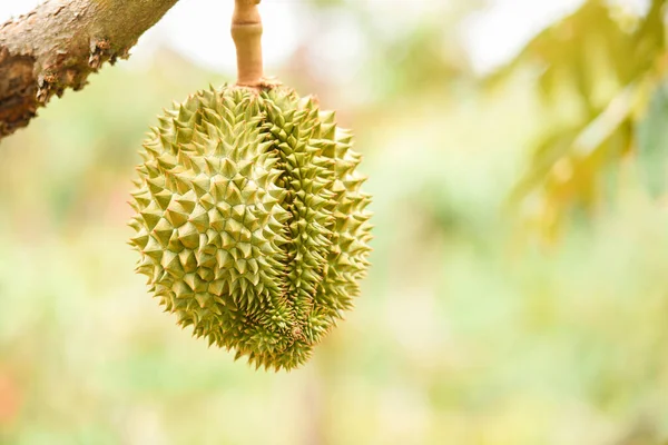 Fruta Fresca Del Durian Que Cuelga Árbol Del Durian Huerto — Foto de Stock