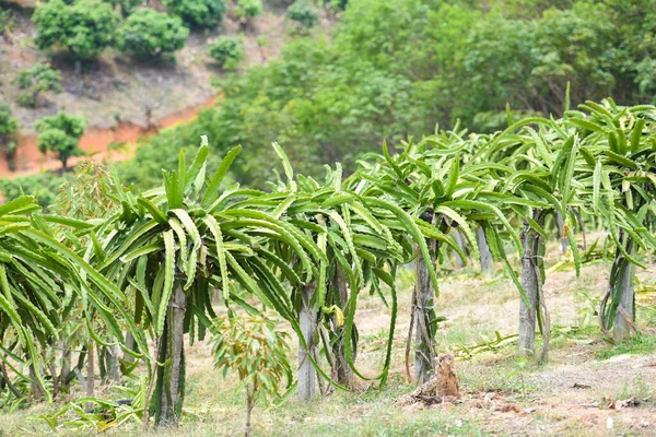 Dragon fruit tree in the garden orchard tropical summer fruit nature farm on the mountain agriculture / dragon fruit in Thailand