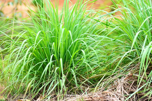 lemon grass plant in the garden for ingredients used in thai food cooking and herb / lemon grass leaf