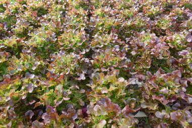 Bahçede yetişen taze kırmızı meşe salatası salatası salatası ve taze organik sebze sisteminde toprağı olmayan sudaki hidroponik tarım bitkileri.