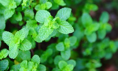 Bahçe arka planında nane yaprağı. Yeşil bitkiler ve sebzelerde taze nane yaprakları. 