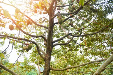 Bahçedeki ağaç dalına asılı durian meyveli Durian ağacı tropik yaz meyvesi Tayland 'daki Durian Dağı' ndaki doğa çiftliğini bekliyor. 