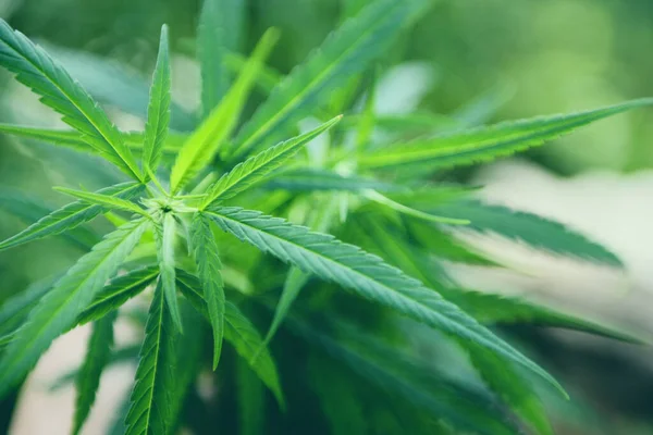 マリファナの葉農場で栽培されている大麻の木 バナーや背景のための自然な医療を抽出するための麻の葉 — ストック写真