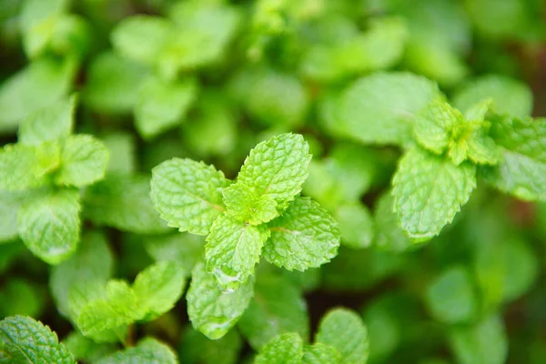 Peppermint Leaf Garden Background Fresh Mint Leaves Nature Green Herbs — Stock Photo, Image