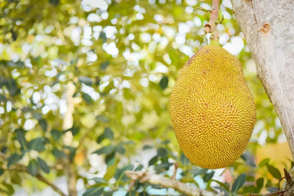 Jaca Colgando Árbol Jaca Jardín Frutas Tailandia — Foto de Stock