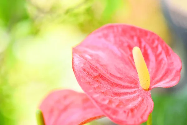 Bahçede Açan Anthurium Çiçeği Kuyruk Çiçeği Flamingo Çiçeği Laceleaf Çiçek — Stok fotoğraf