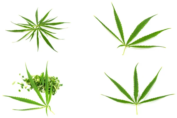 Grön Marijuana Blad Örter För Cancerbehandling Isolerad Över Vit Bakgrund — Stockfoto